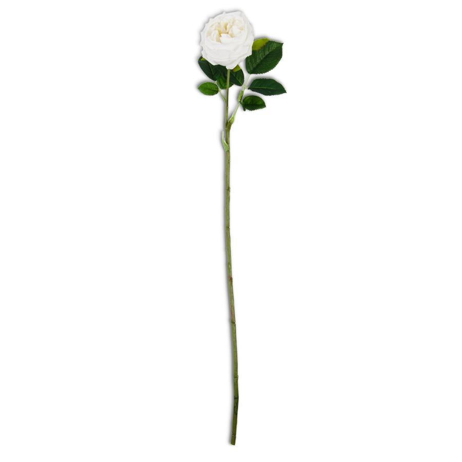Austin Rose Stem - White