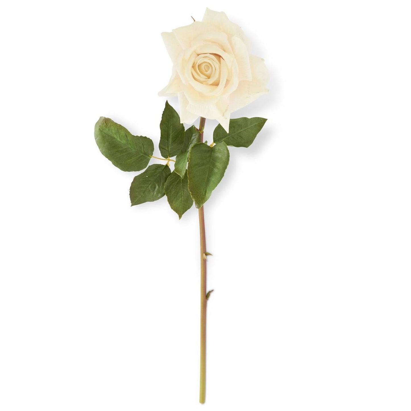 Duchess Rose Stem - White