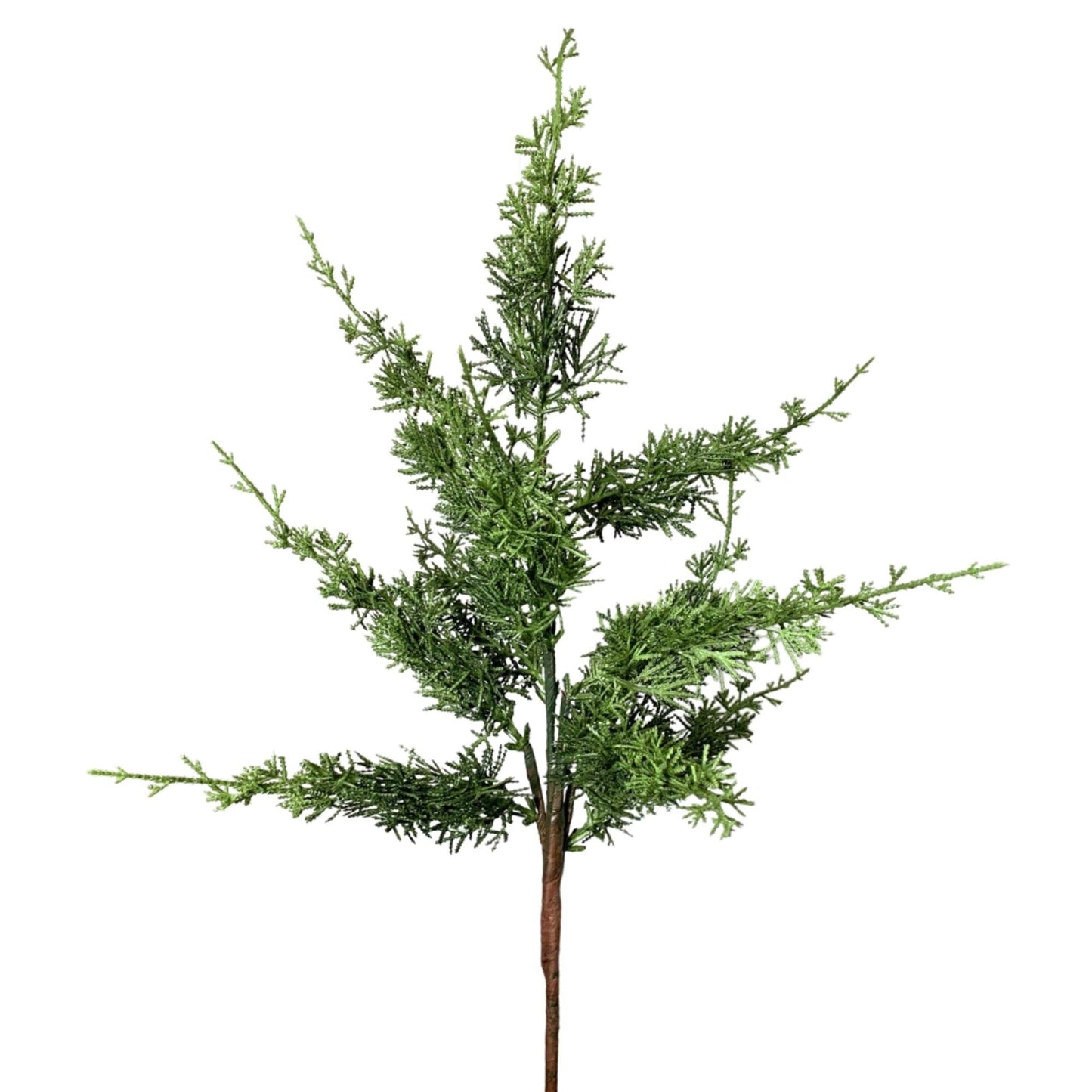 Eastern Cypress Spray