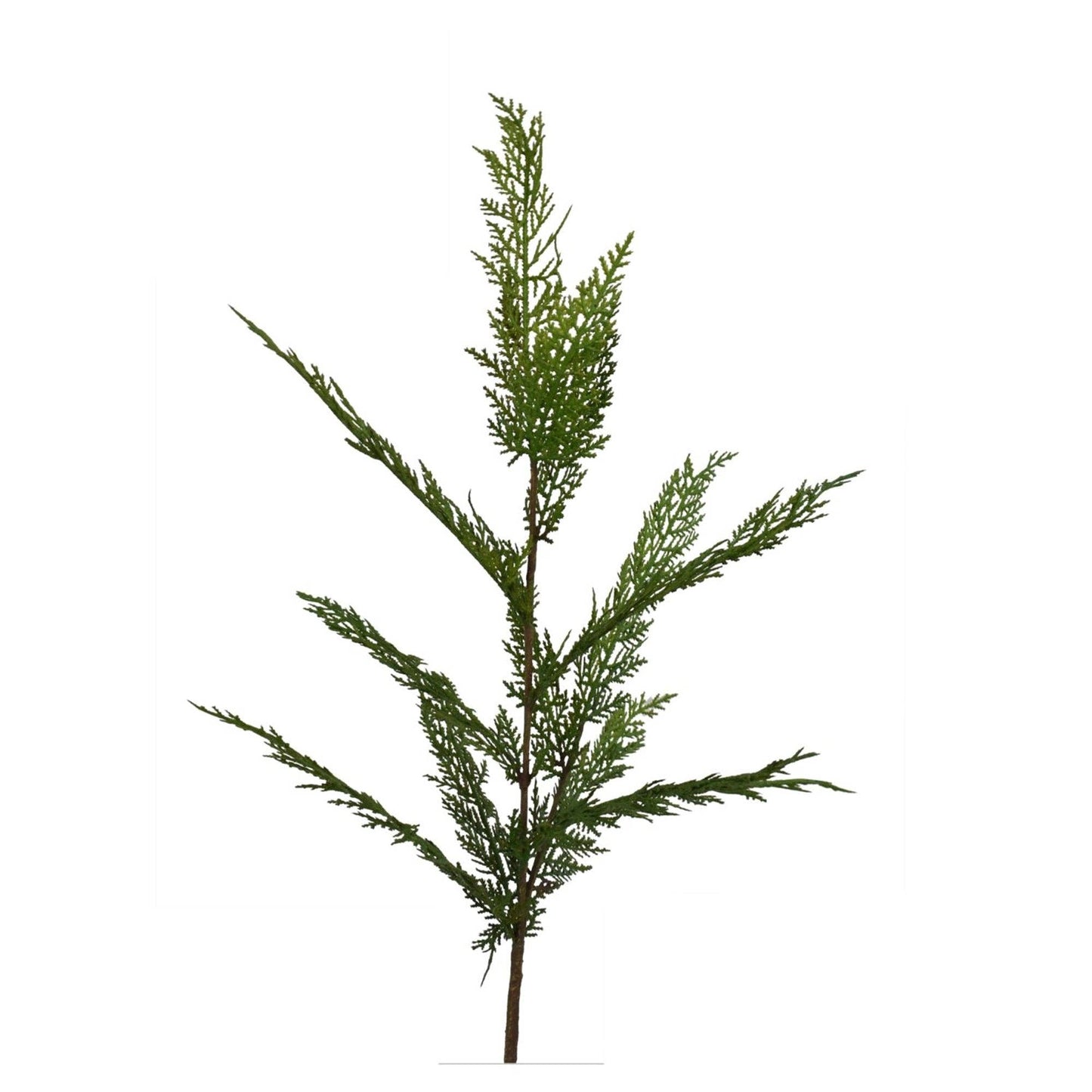 34” Selaginella Fresh Touch Cedar Spray