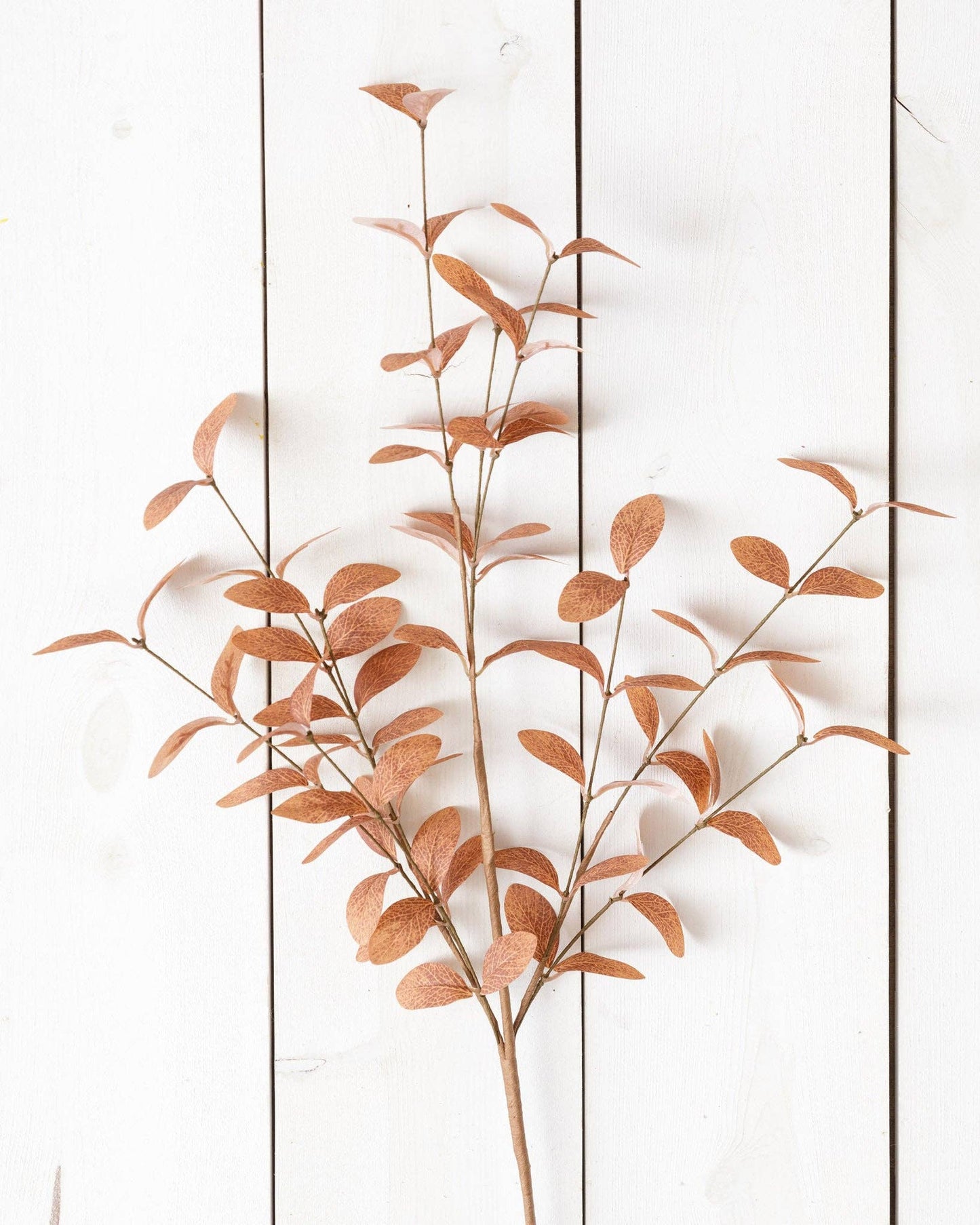 Cocoa Fall Foliage Branch