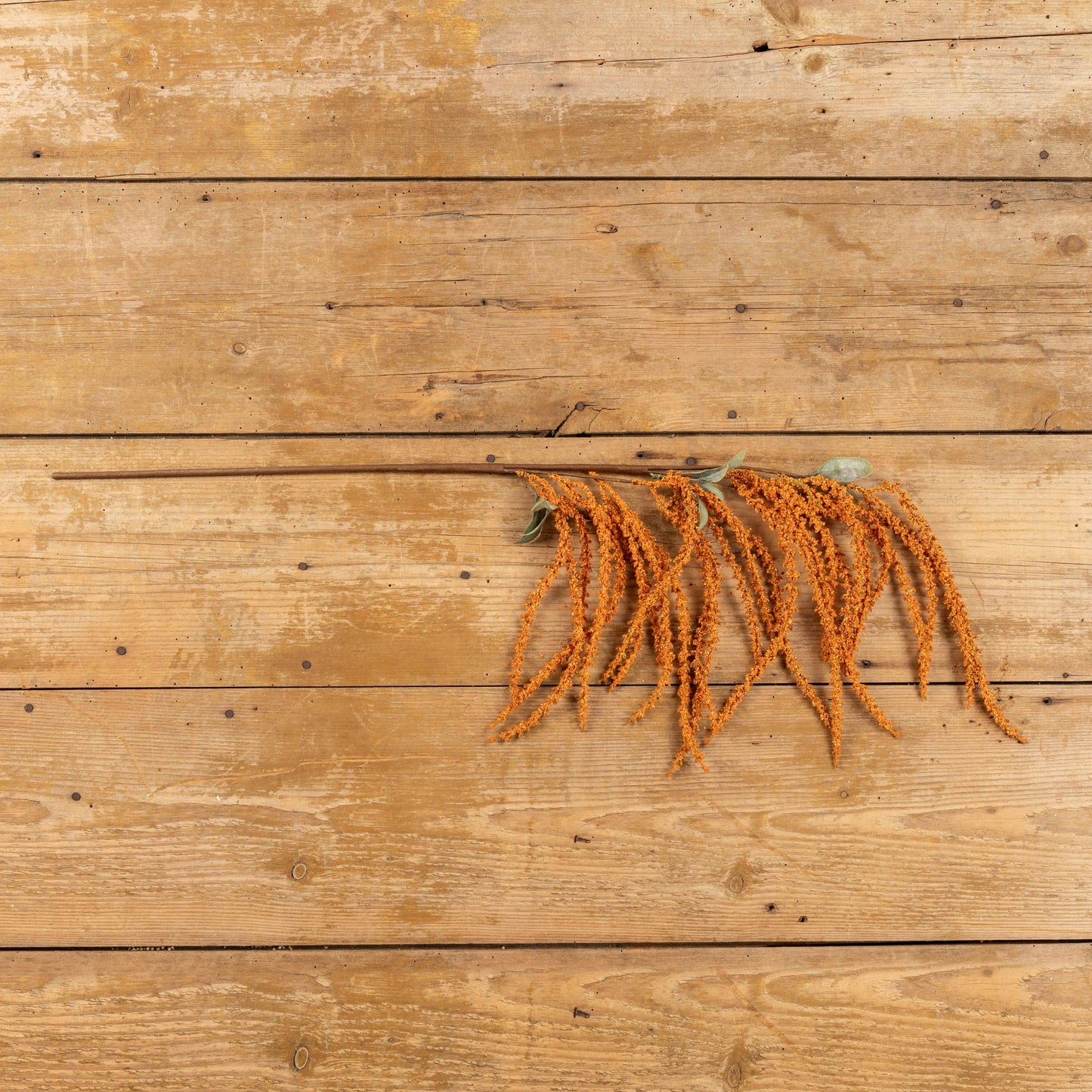Amaranthus Hanging Spray - Orange