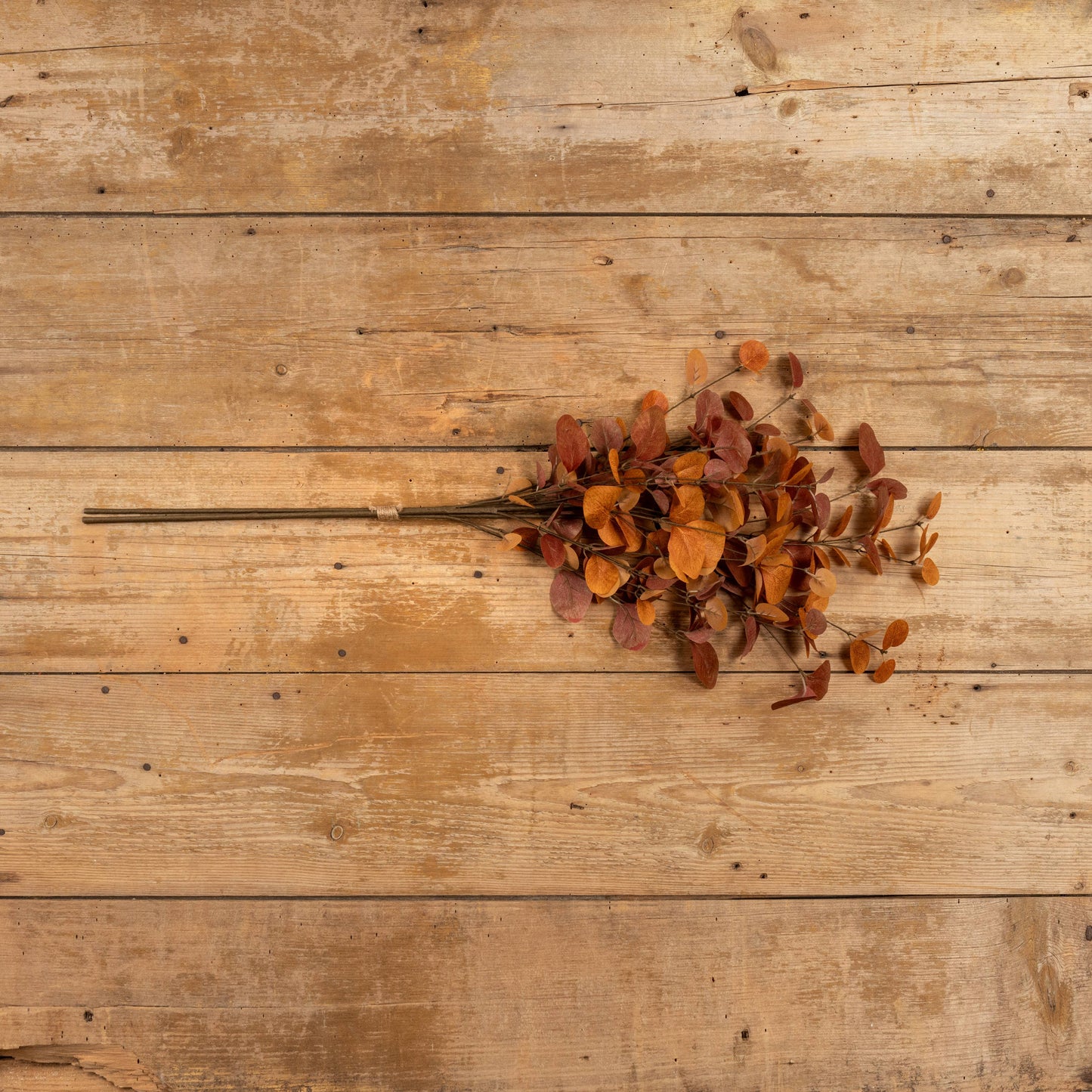 Eucalyptus Bundle - Burnt Orange
