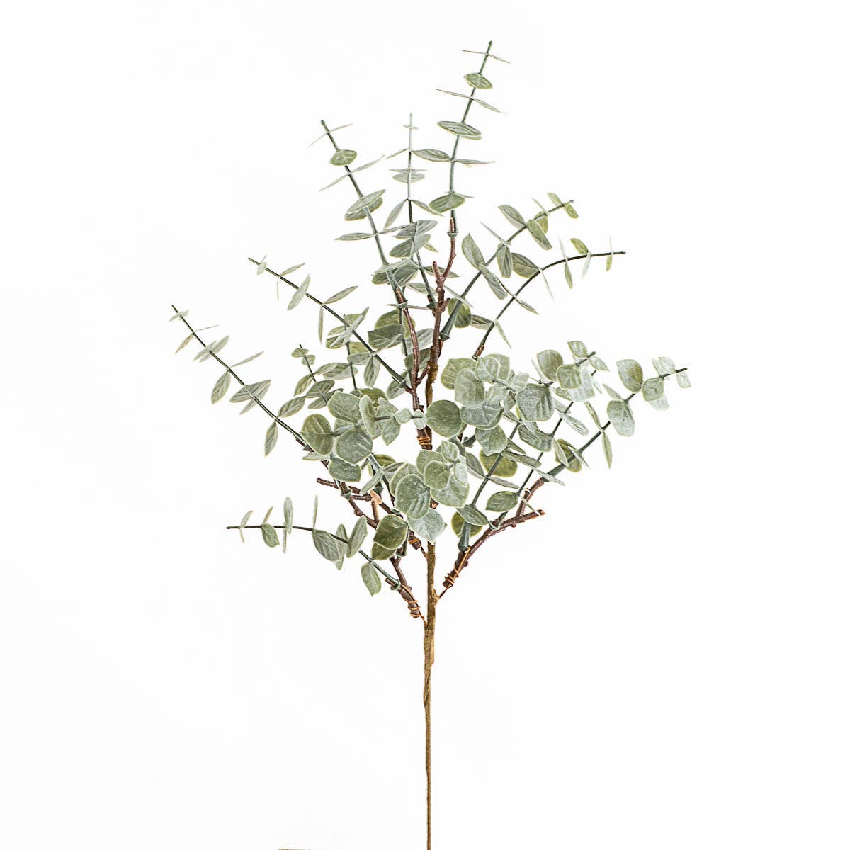 Eucalyptus Stem   Light Green