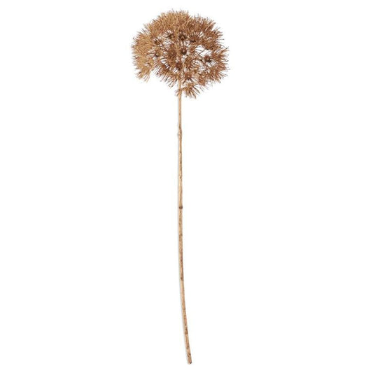 Allium Stem - Dark Tan