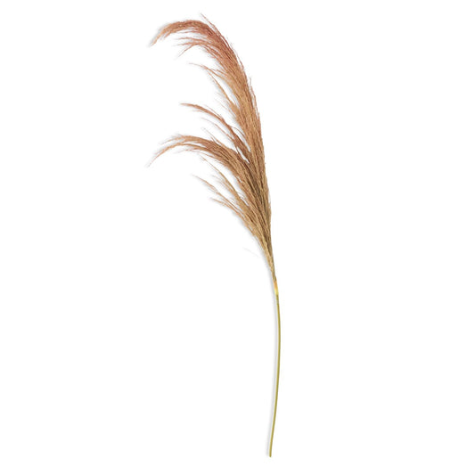 Dried Pampas Stem - Beige