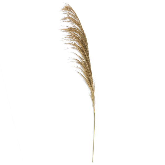 Dried Pampas Stem - Natural
