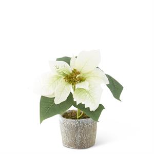 Potted Poinsettia - White